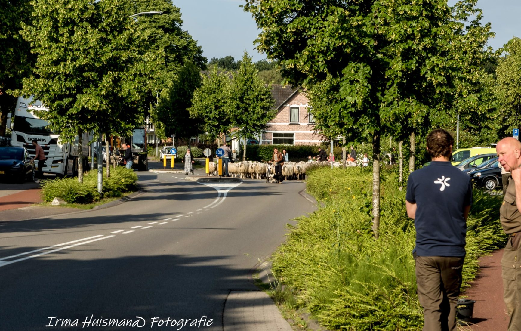 De kudde arriveert in Heerde.