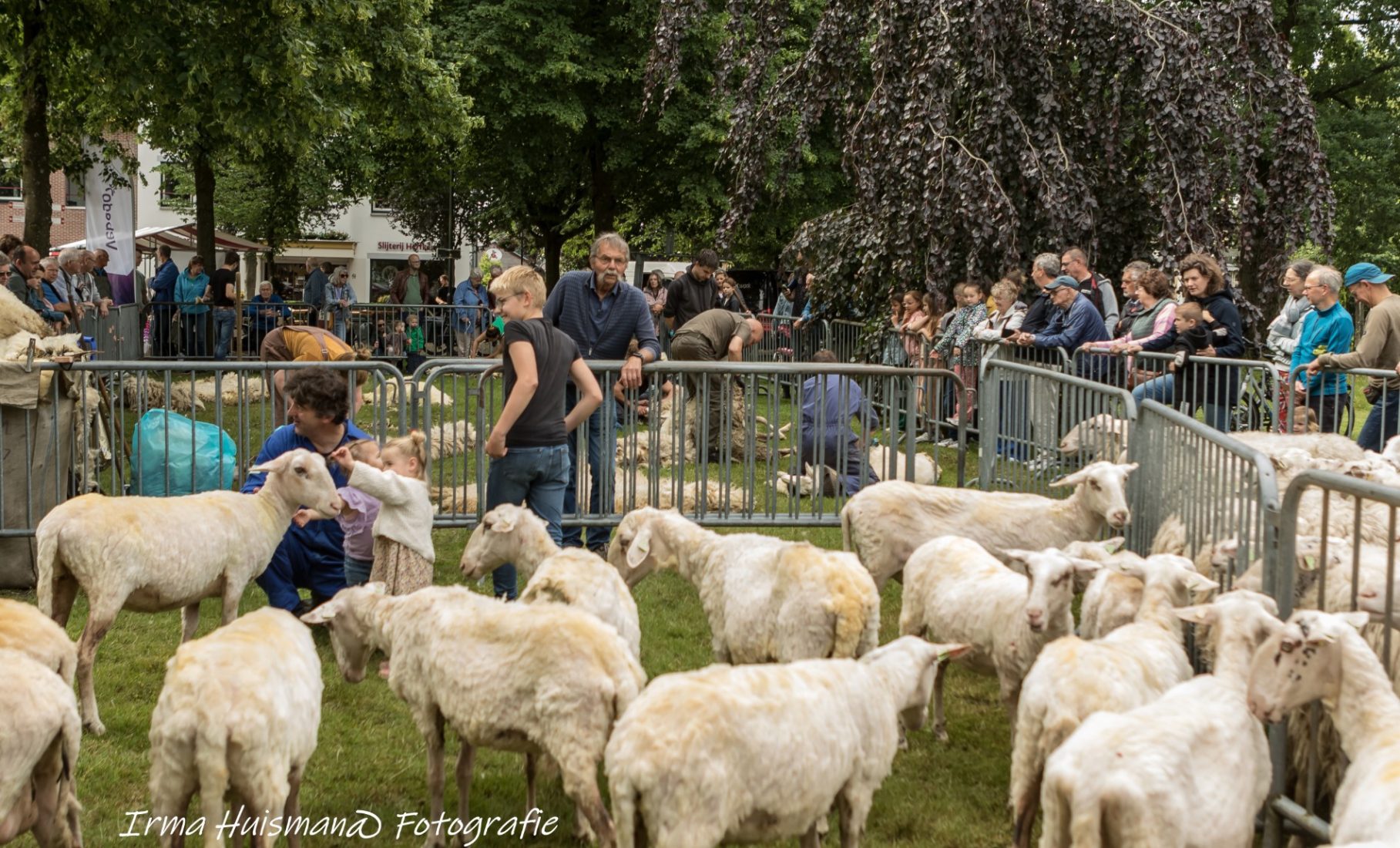 Er gaan veel geschoren schapen in een hok.