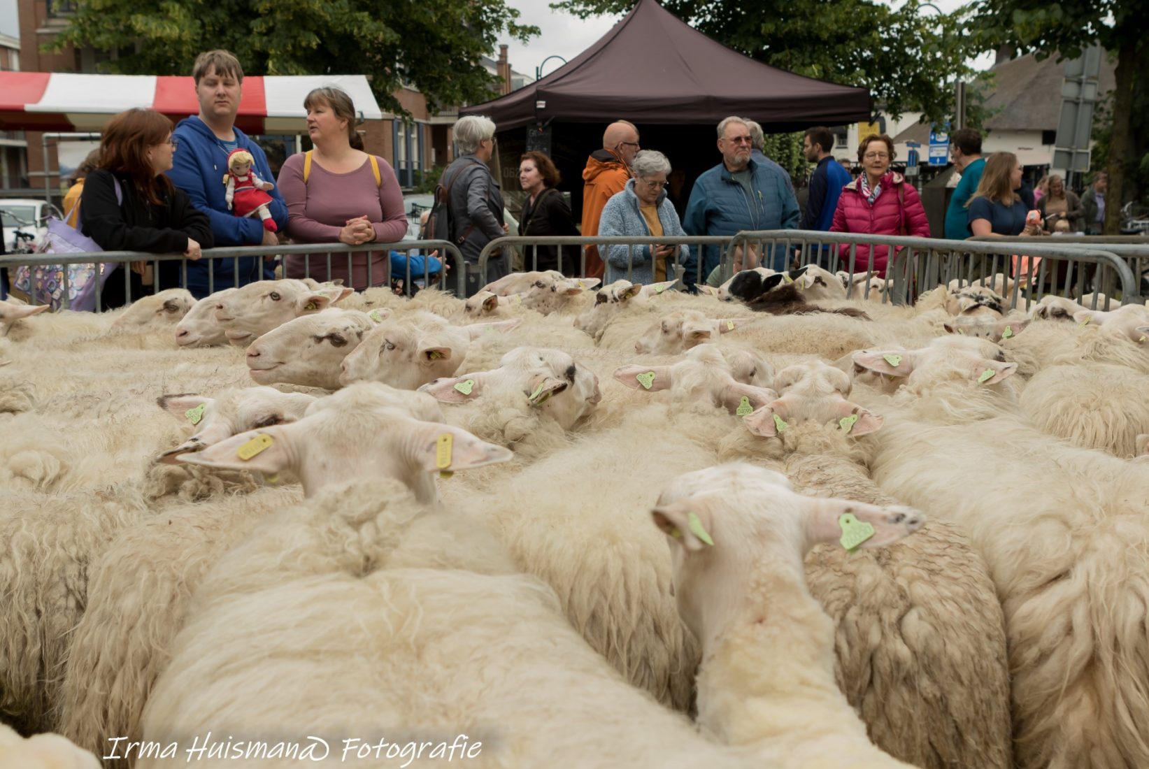 Dicht opeengepakt staan de ongeschoren schapen op hun beurt te wachten.
